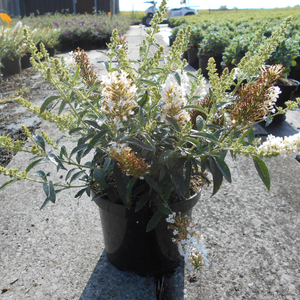 Buddleja davidii 'Summer Bird Sky White'